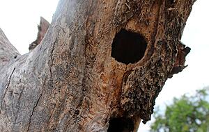 Totholz bleibt als Nistplatz und Unterschlupf stehen.