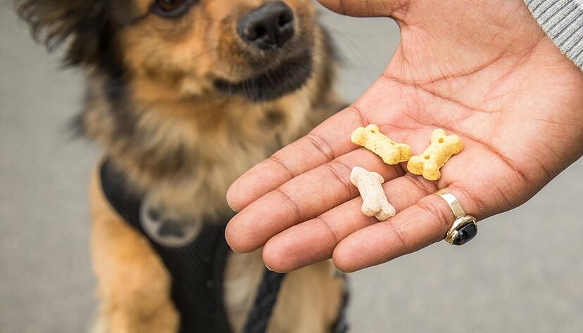 Snacks f&uuml;r zwischendurch: Wer seinen Hund verw&ouml;hnt, sollte das Hauptfutter entsprechend reduzieren, um Gewichtszunahme zu vermeiden.