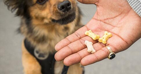 Snacks f&uuml;r zwischendurch: Wer seinen Hund verw&ouml;hnt, sollte das Hauptfutter entsprechend reduzieren, um Gewichtszunahme zu vermeiden.