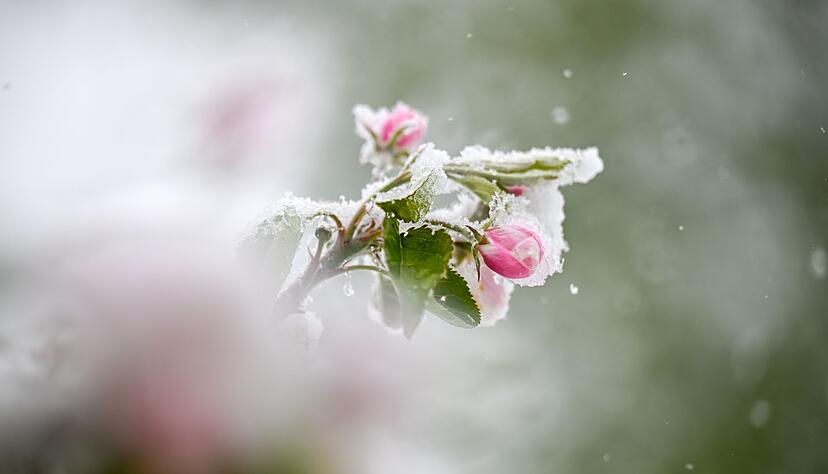 Schnee liegt auf den Blüten eines Apfelbaums.