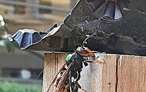 Ortung: Gr&ouml;&szlig;ere Tiere werden mit nur 200 Milligramm wiegenden Peilsendern ausgestattet.