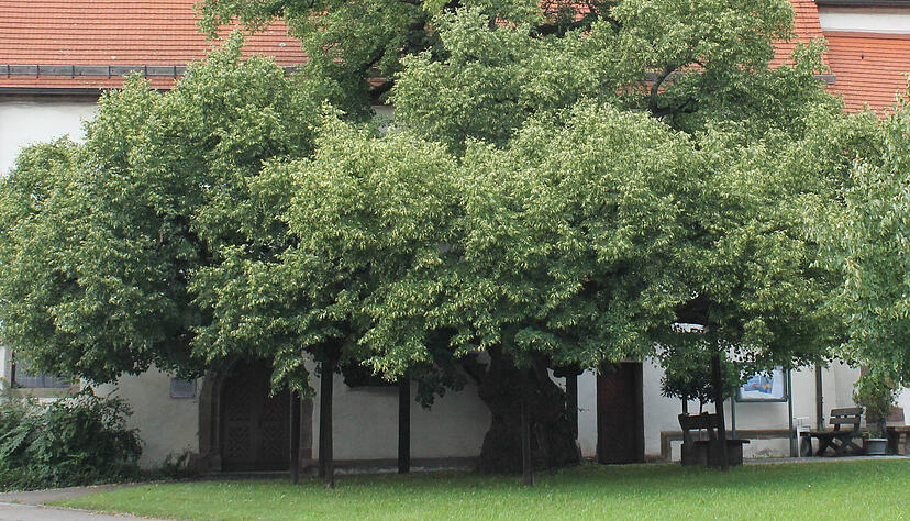 Auch im stattlichen Alter von mutmaßlich mehr als 350 Jahren präsentiert die Linde an der Beilsteiner St. Anna-Kirche noch ihre prächtige Krone. Die ausladenden Äste müssen jedoch aus Sicherheitsgründen abgestützt werden. Foto: Andreas Zwingmann Auch im stattlichen Alter von mutmaßlich mehr als 350 Jahren präsentiert die Linde an der Beilsteiner St. Anna-Kirche noch ihre prächtige Krone. Die ausladenden Äste müssen jedoch aus Sicherheitsgründen abgestützt werden. Foto: Andreas Zwingmann