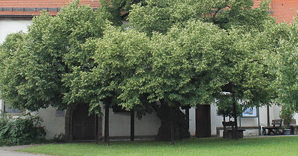 Auch im stattlichen Alter von mutmaßlich mehr als 350 Jahren präsentiert die Linde an der Beilsteiner St. Anna-Kirche noch ihre prächtige Krone. Die ausladenden Äste müssen jedoch aus Sicherheitsgründen abgestützt werden. Foto: Andreas Zwingmann
