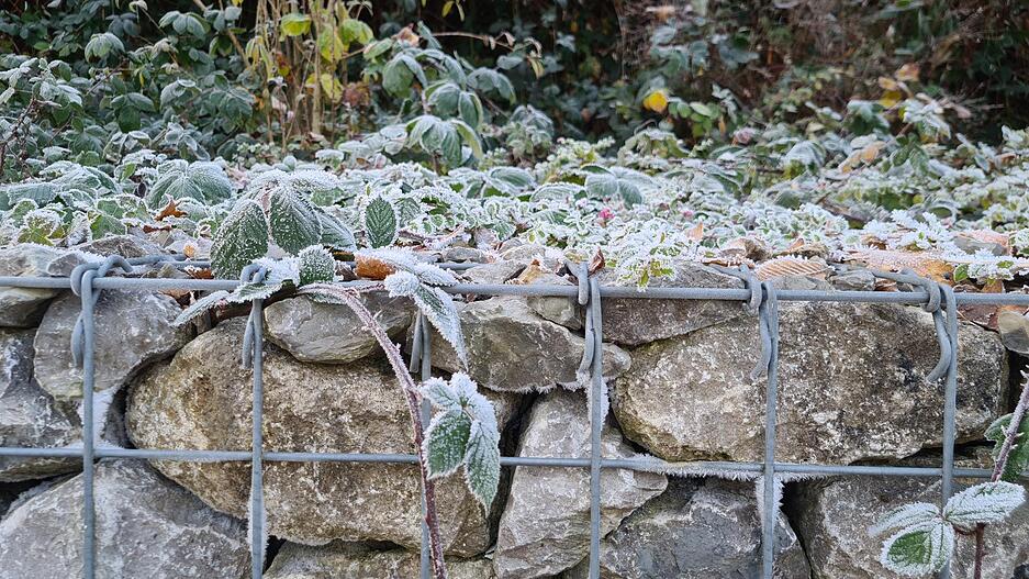 In der Heilbronner Südstadt überzieht Raureif die Pflanzen. In der Heilbronner Südstadt überzieht Raureif die Pflanzen.