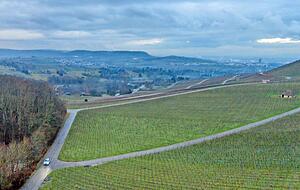 An Wald und Weinreben vorbei f&uuml;hrt die unerlaubte Route zwischen Landesstra&szlig;e nach Neuenstadt und Neckarsulmer Gewerbegebiet Stiftsberg.Foto: Matthias Bitsch