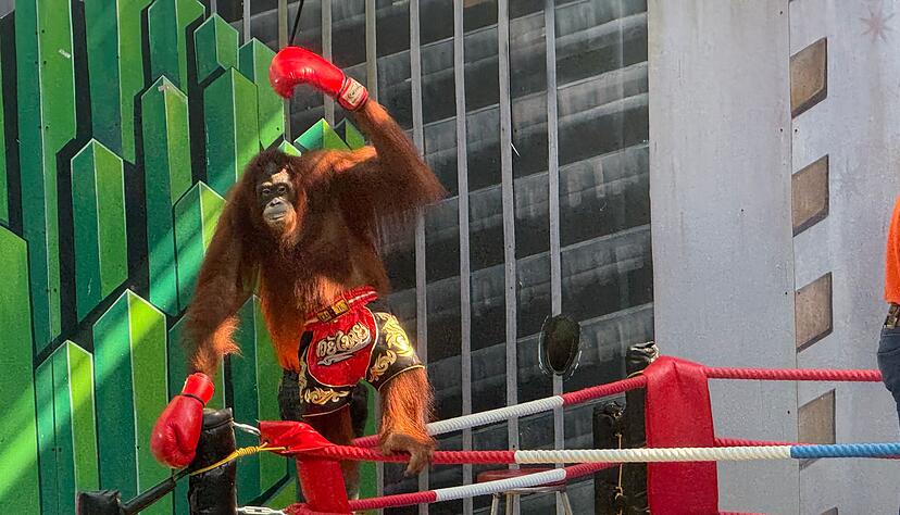 Siegerpose eines Orang-Utans &ndash; aber Gewinner sind nur die Betreiber.