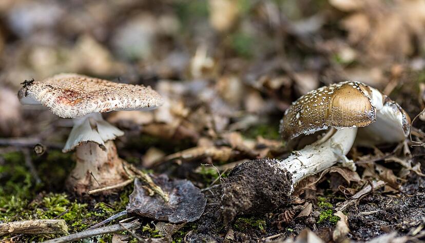 Pilze sind leicht zu verwechseln: links ein essbarer Perlpilz, rechts ein stark giftiger Pantherpilz. (Archivbild)