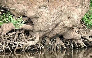 An heimischen Gew&auml;ssern wie dem Kocher finden Nutria und vor allem Bisamratten viele Versteckm&ouml;glichkeiten im Wurzelwerk von B&auml;umen in der Uferzone.
Fotos: Scholz