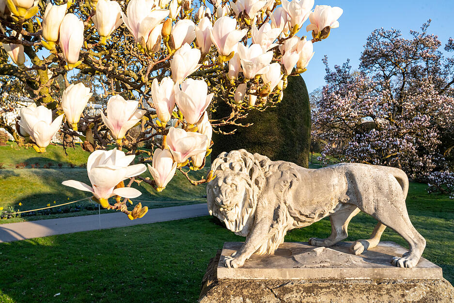 Frühlingsvorboten in der Wilhelma Stuttgart: Die Statue des Güldenstein-Löwen ist von Magnolienblüten umgeben. Frühlingsvorboten in der Wilhelma Stuttgart: Die Statue des Güldenstein-Löwen ist von Magnolienblüten umgeben.