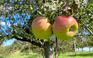 Auch auf den Streuobstwiesen h&auml;ngen reife Fr&uuml;chte.
Fotos: Yvonne Tscherwitschke