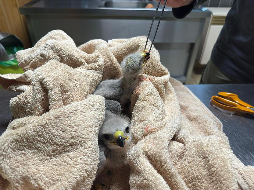 Die beiden M&auml;usebussard-Kinder wurden unterern&auml;hrt und stark unterk&uuml;hlt in ihrem Nest in Dobach, dem linken Zufluss des M&uuml;hlbachs zum Neckar, gefunden.
