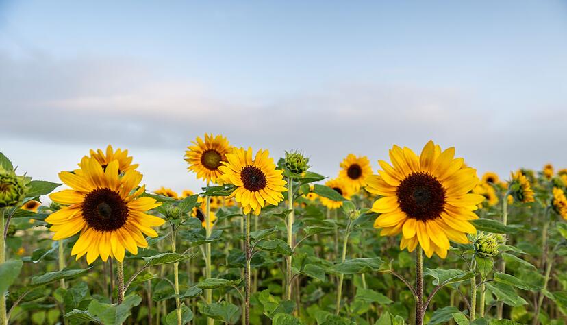 Die Meteorologen rechnen mit angenehmem Sommerwetter. Die Meteorologen rechnen mit angenehmem Sommerwetter.