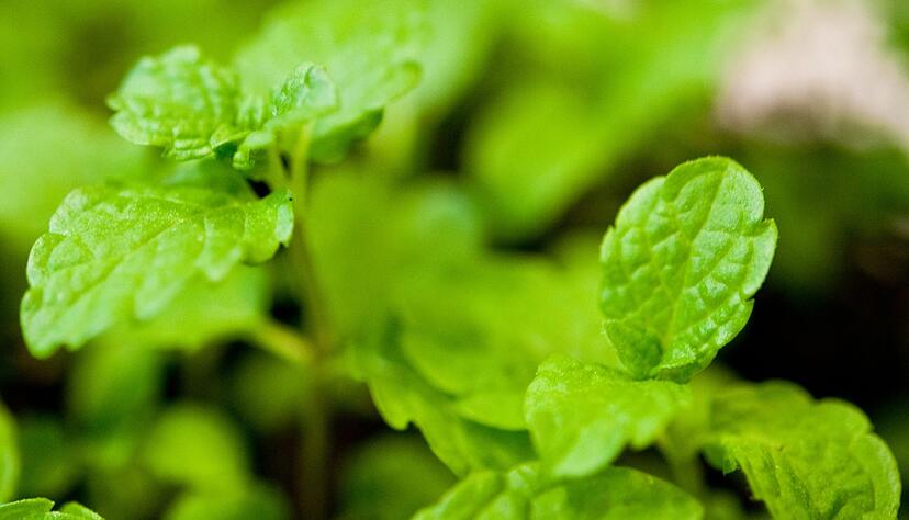 Pfefferminze enthält unter anderem Menthol und ist schon lange als Heilpflanze bekannt. Pfefferminze enthält unter anderem Menthol und ist schon lange als Heilpflanze bekannt.