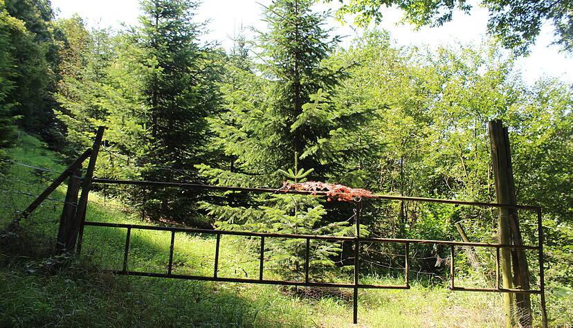 Nach Zweiflingen hinauf geht es mitten durch den Wald. Dort ist es schön kühl. Nach Zweiflingen hinauf geht es mitten durch den Wald. Dort ist es schön kühl.