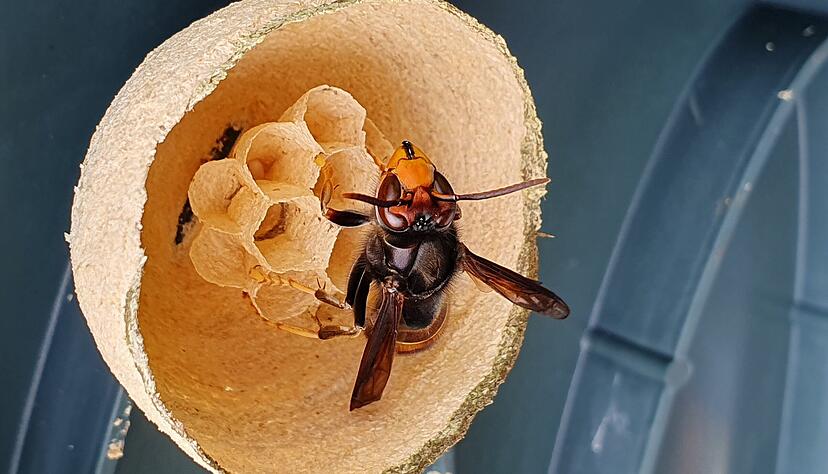 Jungkönigin der Spezies Asiatische Hornisse vergrößert im Frühjahr ihr Sekundärnest. Im Lauf des Sommers schwärmt die Königin mit ihrem Volk aus und baut das wesentlich größere Sekundärnest. Jungkönigin der Spezies Asiatische Hornisse vergrößert im Frühjahr ihr Sekundärnest. Im Lauf des Sommers schwärmt die Königin mit ihrem Volk aus und baut das wesentlich größere Sekundärnest.