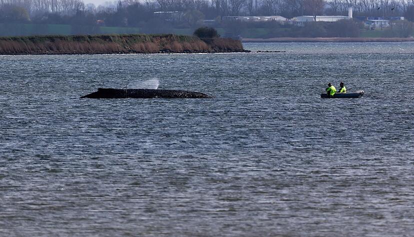 Der Buckelwal liegt weiterhin in Wismarbucht.