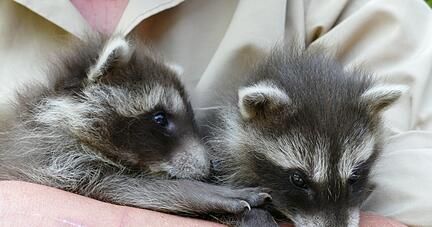 Die beiden Findelkinder sind im Wildparadies Tripsdrill die neue Attraktion.