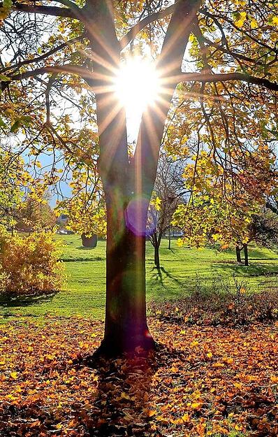Herbst im Bad Rappenauer Kurpark: Peter Rössler aus Neckarsulm zeigt die schöne Stimmung.