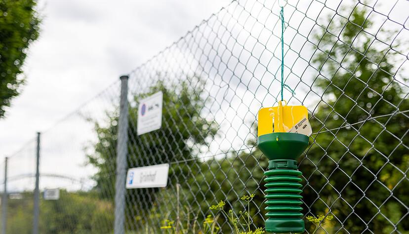Der Freiburger G&uuml;terbahnhof gilt als ein Hotspot f&uuml;r Japank&auml;fer.