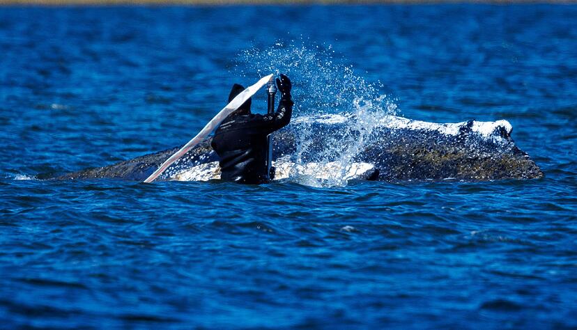 Helfer bem&uuml;hen sich, den festsitzenden Buckelwal vor Poel freizusp&uuml;len.