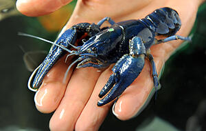 Der europäische Edelkrebs Astacus Astacus. Laut Dieter Bopp sterben Edelkrebse bereits nach 24 Stunden nachdem sie mit der Krebspest infiziert wurden. Der europäische Edelkrebs Astacus Astacus. Laut Dieter Bopp sterben Edelkrebse bereits nach 24 Stunden nachdem sie mit der Krebspest infiziert wurden.