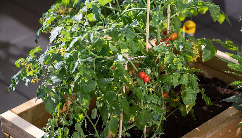 Tomaten kommen erst nach drau&szlig;en, wenn keine Fr&ouml;ste mehr zu erwarten sind.
