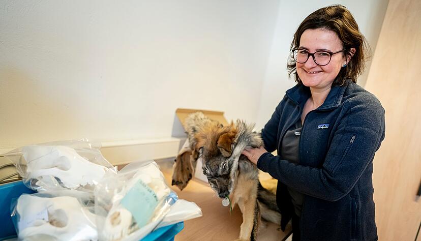 Im Naturkundemuseum werden die Teile einer gro&szlig;en Wolfs-Sammlung in Kisten und Kartons verstaut.