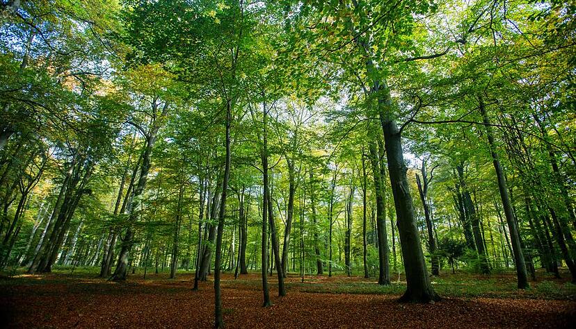Irgendwo im Wald bei Heilbronn soll eine Leiche liegen. Foto: dpa