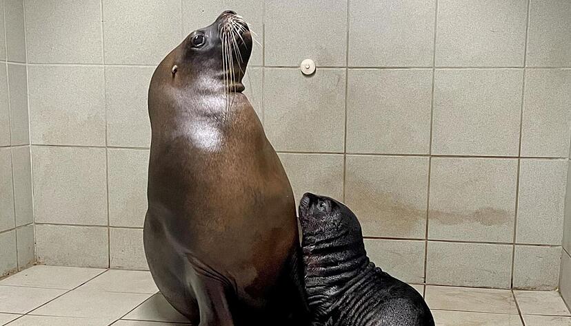Ein kleines Robben-Mädchen verstärkt die Mähnenrobben-Gruppe im Heidelberger Zoo. Ein kleines Robben-Mädchen verstärkt die Mähnenrobben-Gruppe im Heidelberger Zoo.