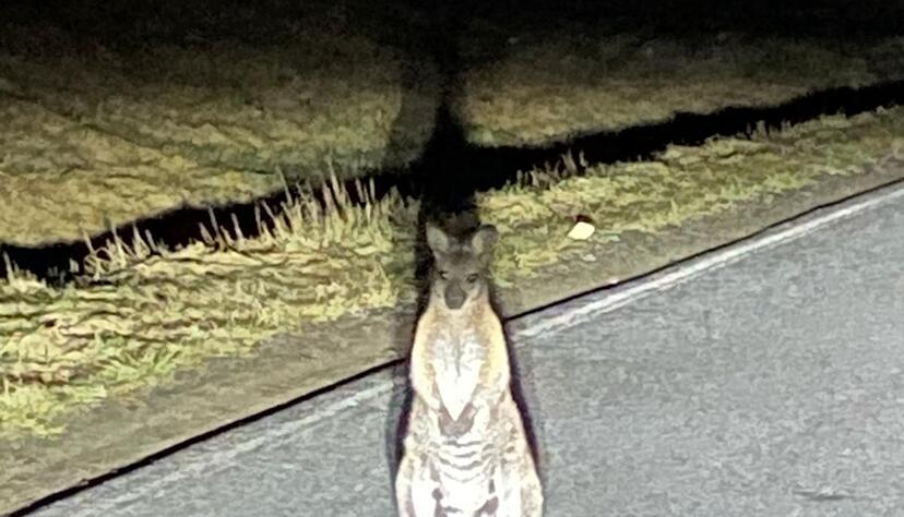 Känguru-Entdeckung in Sachsen. Die Polizei sucht nach dem Beuteltier. Känguru-Entdeckung in Sachsen. Die Polizei sucht nach dem Beuteltier.