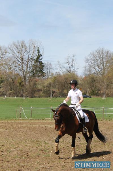 Pferdeschau in Öhringen-Cappel
