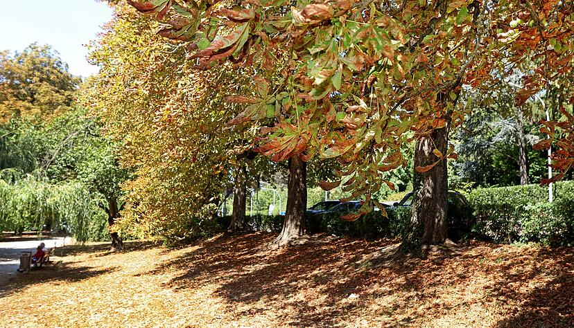 Kastanienbäume in Heilbronn hatten aufgrund der Trockenheit bereits im August die Blätter abgeworfen. Kastanienbäume in Heilbronn hatten aufgrund der Trockenheit bereits im August die Blätter abgeworfen.