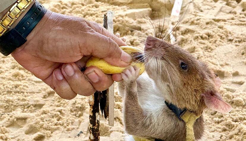 Minensuchratten werden vor allem mit Bananen und Erdn&uuml;ssen belohnt.