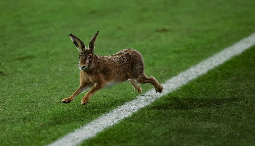 Ein Hase l&auml;uft &uuml;ber das Spielfeld w&auml;hrend der Halbzeitpause.