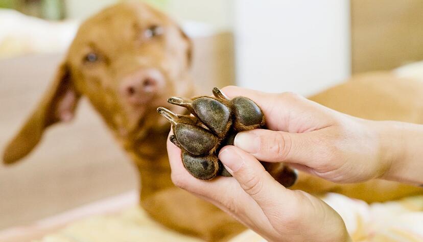 Wespenstich in der Pfote? Sieht man einen Stachel, sollte man ihn vorsichtig herausziehen und die Pfote anschlie&szlig;end k&uuml;hlen.