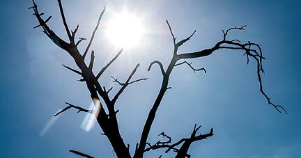 Die Silhouette eines toten Baumes zeichnet sich vor der Sonne ab. Foto: dpa Die Silhouette eines toten Baumes zeichnet sich vor der Sonne ab. Foto: dpa