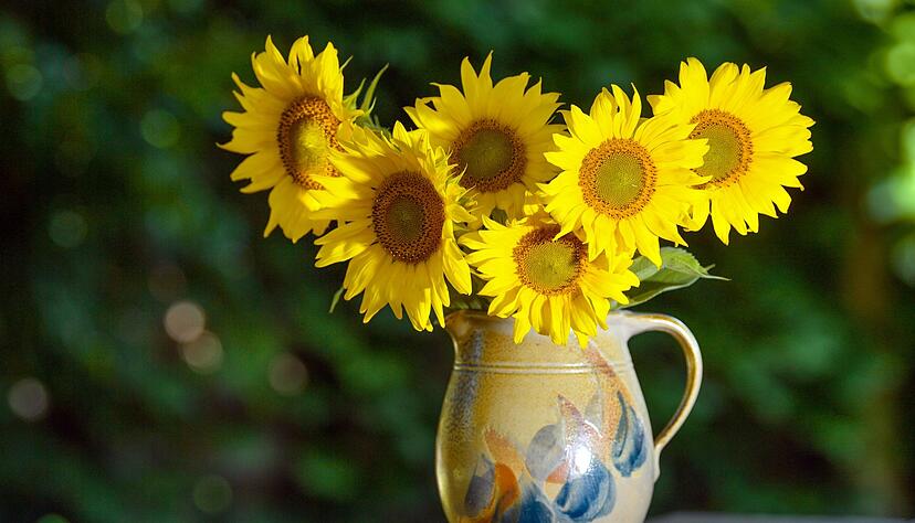 Werden die Stiele der Sonnenblumen nach dem Schnitt kurz in heißes Wasser getaucht, schließen sich die Schnittstellen schneller – und die Blumen halten länger. Werden die Stiele der Sonnenblumen nach dem Schnitt kurz in heißes Wasser getaucht, schließen sich die Schnittstellen schneller – und die Blumen halten länger.