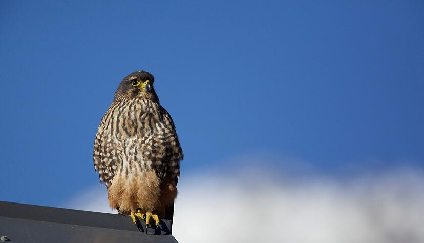 Der Karearea ist Neuseelands einziger Falke. Der Karearea ist Neuseelands einziger Falke.