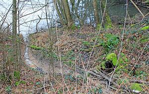 Fast wie im Freibad: Die Biber haben an den Weihern hinter dem Tiroler See sogar eine Art Rutschbahn vom Dammweg hinunter angelegt. Die wird benutzt, wenn der Tunnel (linkes Bild) durchquert wurde.