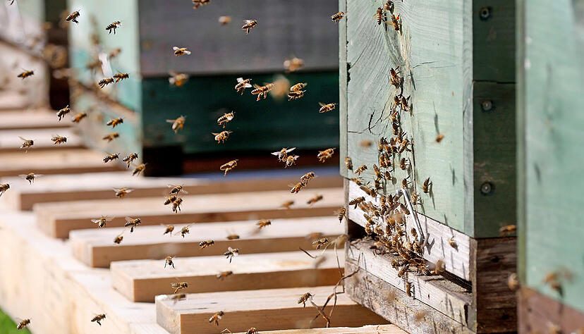 Bienen - hier am Druckhaus der Heilbronner Stimme - stehen unter besonderem Schutz. In Sontheim sieht ein Imker seine V&ouml;lker durch ein benachbartes Versuchsfeld in Gefahr.