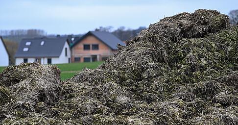 Ein Misthaufen entpuppte sich als unerwarteter Freund der Polizei. (Symbolbild)