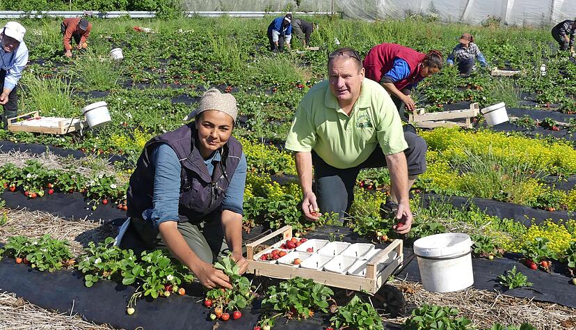 Andreas Frank (r.) und Vorarbeiterin Katarina auf einem Erdbeerfeld, wo die Sorte Faith w&auml;chst.   
Foto: Karin Freudenberger
