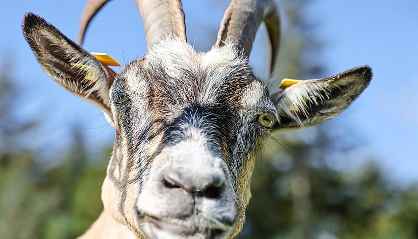 Ziegen haben den Zugverkehr ausgebremst. (Symbolbild)