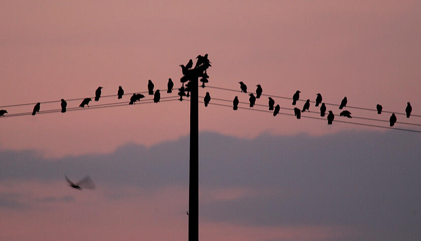Viele Zugvögel, die im Mittelmeerraum überwintern, kehren früher zurück oder ziehen erst gar nicht in ihr Winterquartier. Vom Frühling angelockt ruhen sich Vögel auf einem Strommast in Hohenstein bei Bönnigheim aus. Foto: Andreas Veigel