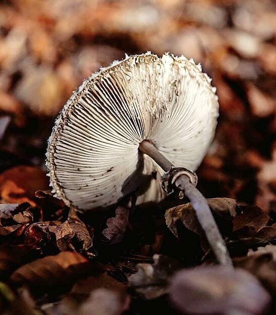 Auch wenn dieser Pilz schon bessere Zeiten gesehen hat, wirkt das Motiv von Nadine Korte stimmungsvoll.