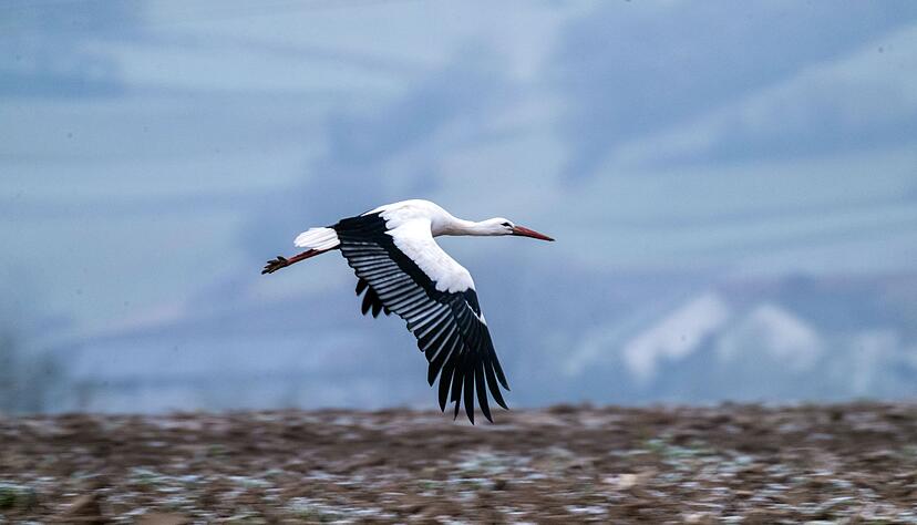 Viele St&ouml;rche ziehen im Winter nur noch bis Spanien oder S&uuml;dfrankreich und sind bei g&uuml;nstiger Wetterlage schnell zur&uuml;ck in den Brutgebieten.