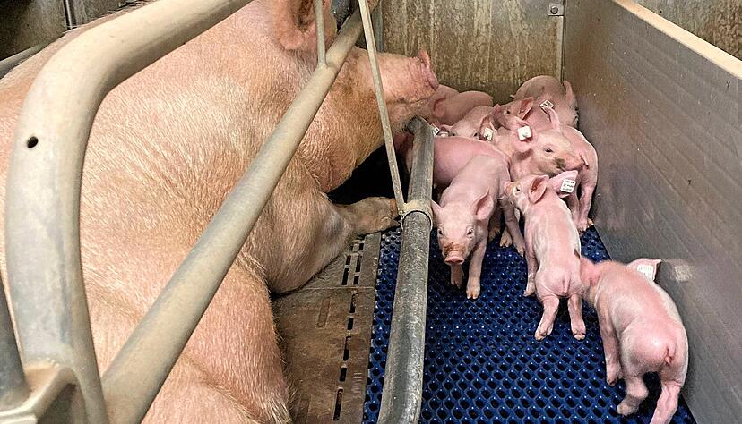 Im Tierwohlstall müssen Muttersau und die Ferkel mehr Platz haben. Das kostet Geld. Ist der Verbraucher bereit, das zu bezahlen? Im Tierwohlstall müssen Muttersau und die Ferkel mehr Platz haben. Das kostet Geld. Ist der Verbraucher bereit, das zu bezahlen?