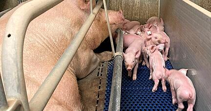 Im Tierwohlstall müssen Muttersau und die Ferkel mehr Platz haben. Das kostet Geld. Ist der Verbraucher bereit, das zu bezahlen?
Foto: Yvonne Tscherwitschke