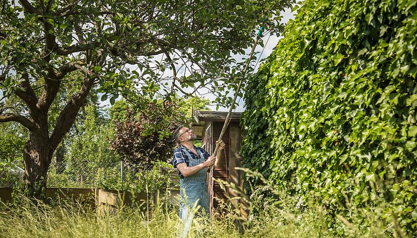 Ein Nachbar muss die M&ouml;glichkeit bekommen, &Auml;ste oder Zweige, die &uuml;ber das Grundst&uuml;ck hinausragen, selbstst&auml;ndig zu entfernen.