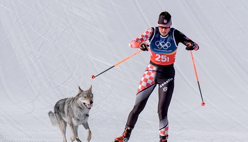Das Ziel klar vor Augen: Der Tschechoslowakische Wolfshund Nazgul hatte gro&szlig;en Spa&szlig; an seinem Auftritt im Langlaufstadion.